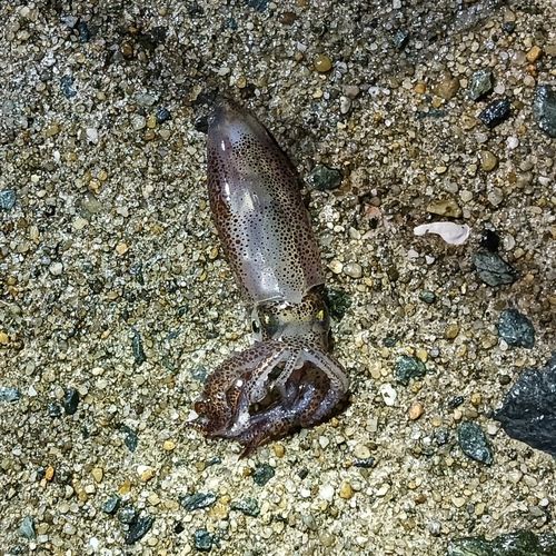 ヒイカの釣果