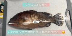 キジハタの釣果