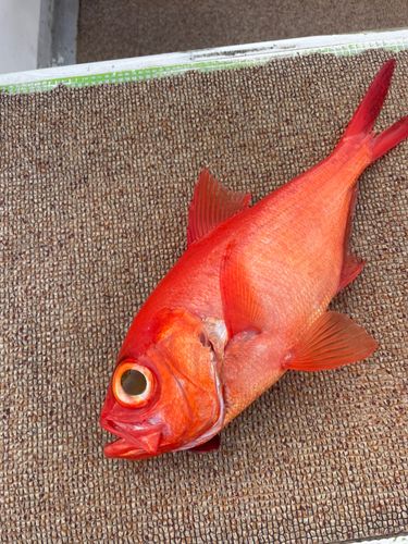 キンメダイの釣果