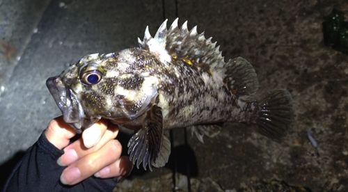 オウゴンムラソイの釣果
