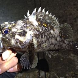 オウゴンムラソイ