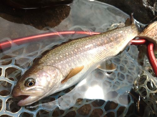 イワナの釣果