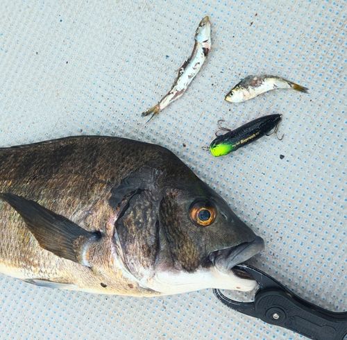 クロダイの釣果