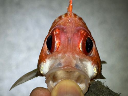 アヤメエビスの釣果