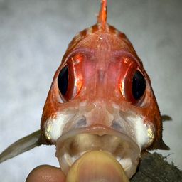 アヤメエビス
