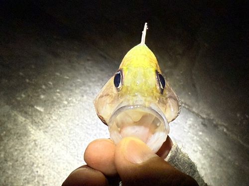 アヤメエビスの釣果