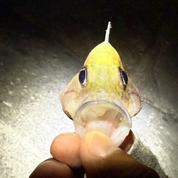 アヤメエビス