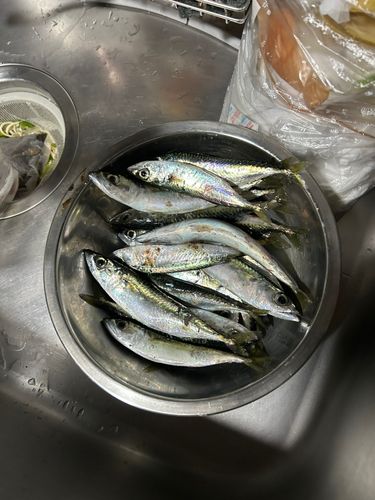 サバの釣果