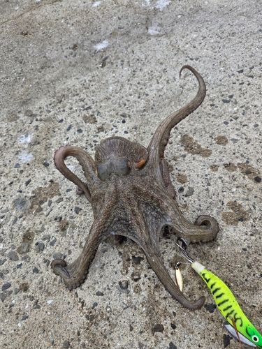 マダコの釣果