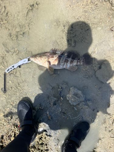 チャイロマルハタの釣果