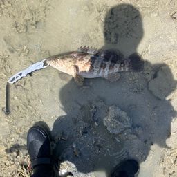 チャイロマルハタ