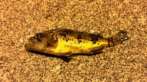 クロソイの釣果