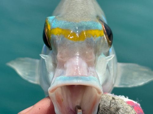 ヒトスジタマガシラの釣果