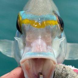ヒトスジタマガシラ