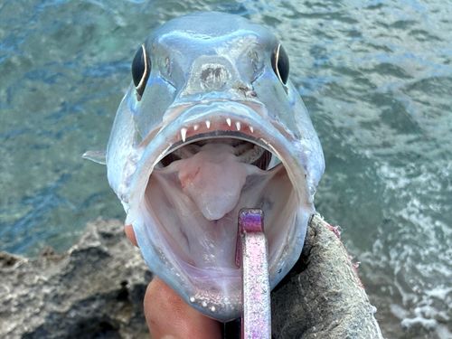 アオチビキの釣果