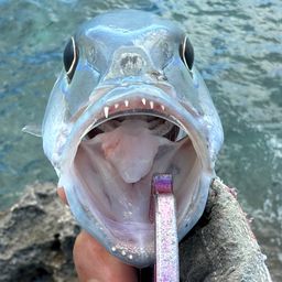 アオチビキ