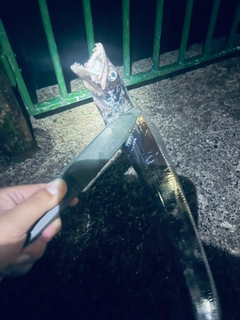 タチウオの釣果