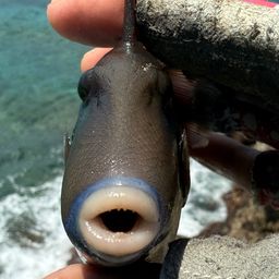 ツマジロモンガラ
