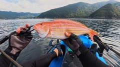 イトヨリダイの釣果