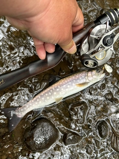 アメマスの釣果