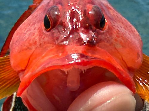 ニジハタの釣果