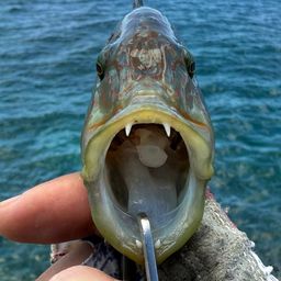 ヒトスジモチノウオ