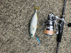 ワカシの釣果