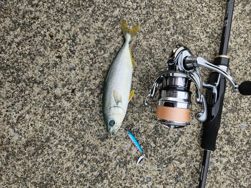 ワカシの釣果
