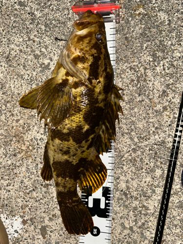 タケノコメバルの釣果