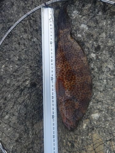 オオモンハタの釣果