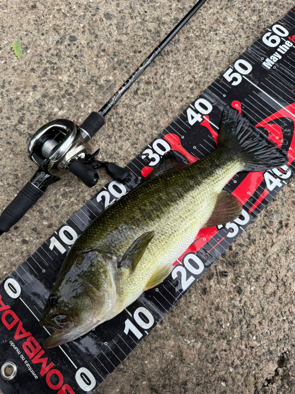 ラージマウスバス