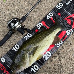 ラージマウスバス