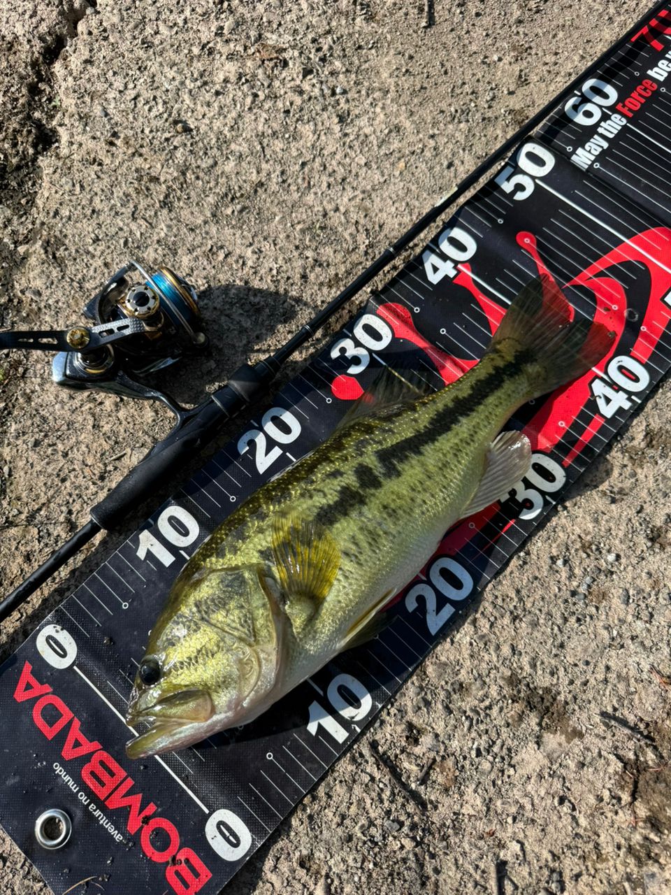 ラージマウスバス