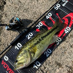 ラージマウスバス