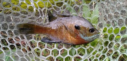 ブルーギルの釣果