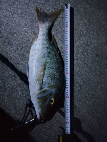 タマンの釣果