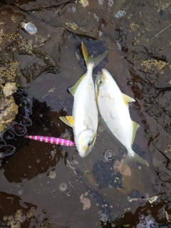 ネリゴの釣果