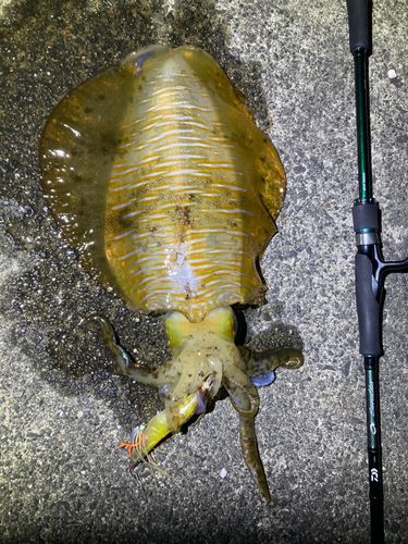 アオリイカの釣果