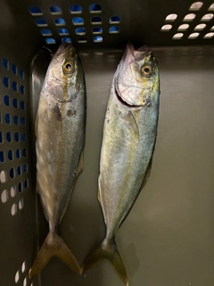 ワカシの釣果