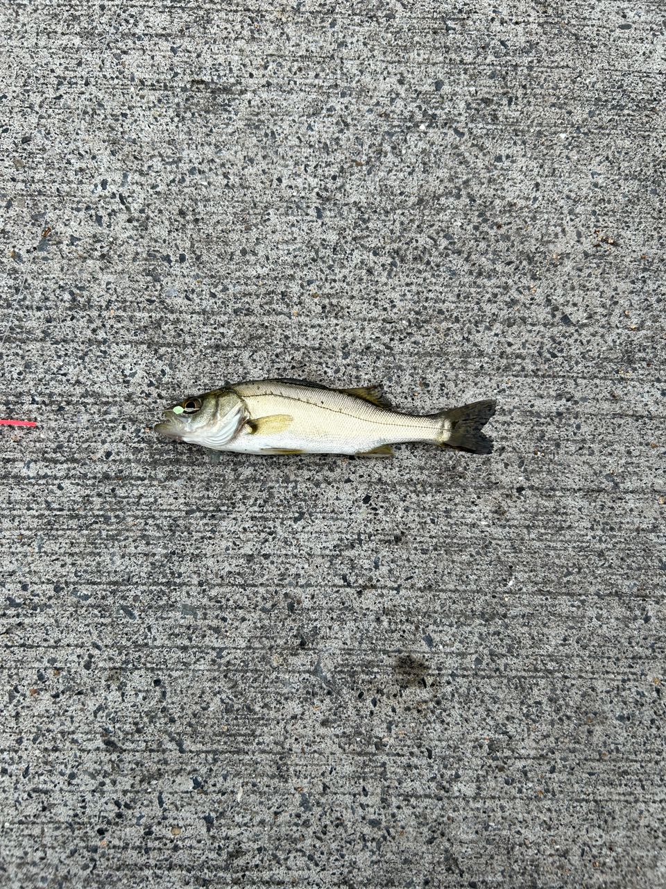 セイゴ（ヒラスズキ）