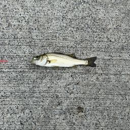 セイゴ（ヒラスズキ）