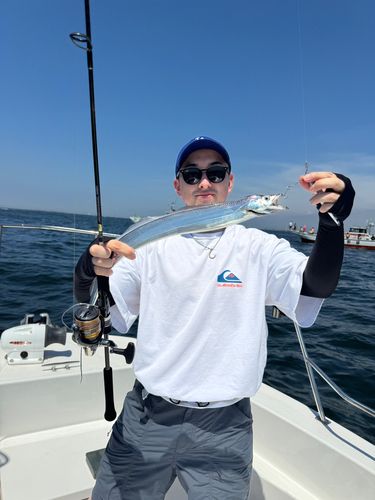 タチウオの釣果