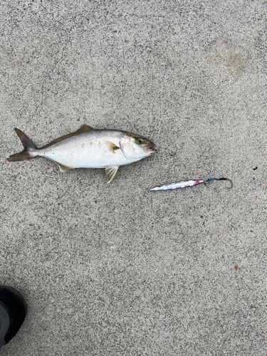 ショゴの釣果