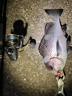 アジアコショウダイの釣果