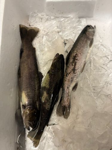 トラウトの釣果