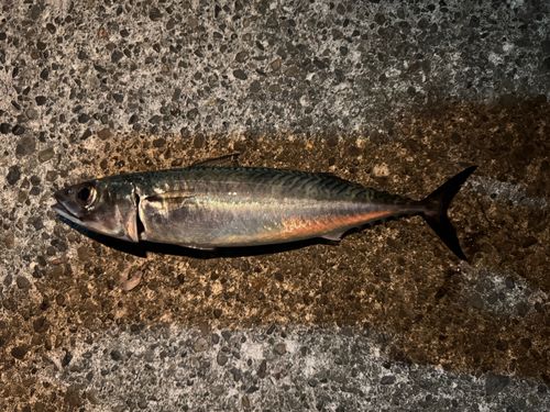 サバの釣果