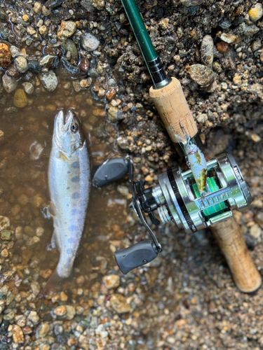 ヤマメの釣果
