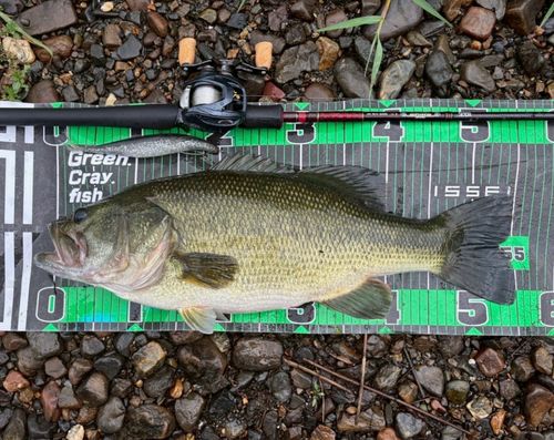 ブラックバスの釣果