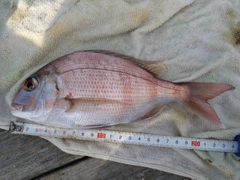 マダイの釣果
