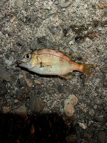 釣果